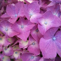 hortensia flor 1